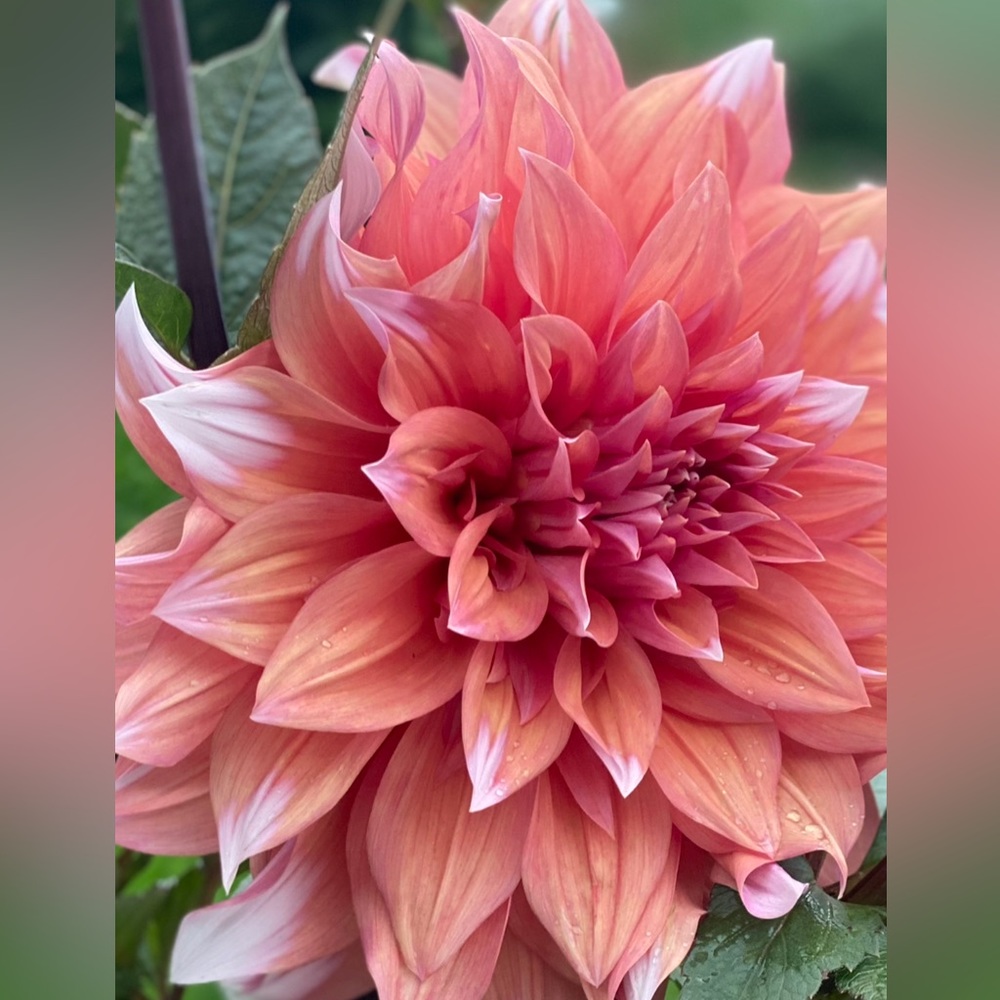 Meet your Posher, Miriam